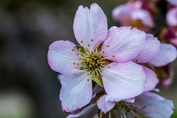 Macro photo of a fully opened almond blossom with white and pink petals and yellow stamens, captured in sharp detail with a soft dark green blurred background