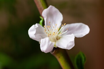 A close-up of a pristine quince flower showcases delicate white petals and golden reproductive parts.