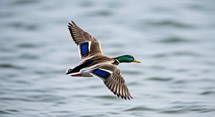 Fototapeta premium Male Mallard Duck in Flight Vibrant Avian Wildlife Waterfowl Action