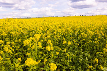 Close-up view of yellow rapeseed plants in full bloom under partly cloudy sky. Agricultural flower field photography. Rapeseed farming and springtime countryside concept. Design for poster, banner