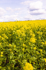 Close-up view of yellow rapeseed plants in full bloom under partly cloudy sky. Agricultural flower field photography. Rapeseed farming and springtime countryside concept. Design for poster, banner