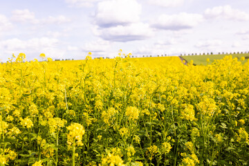 Close-up view of yellow rapeseed plants in full bloom under partly cloudy sky. Agricultural flower field photography. Rapeseed farming and springtime countryside concept. Design for poster, banner