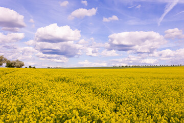 Blooming rapeseed field under cloudy sky with trees on the horizon. Wide-angle countryside landscape photography. Rapeseed farming and springtime season concept. Design for wallpaper, poster
