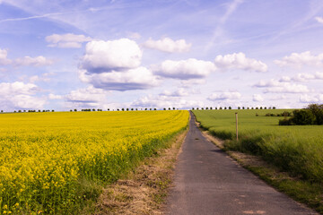 Asphalt road running through yellow rapeseed field and green crop field under blue sky with clouds. Countryside landscape photography. Agricultural travel and springtime season concept. 