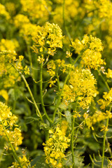 Close-up vertical view of blooming yellow rapeseed flowers with green stems and leaves. Macro floral crop photography. Rapeseed farming and springtime plant growth concept. Design for poster, banner