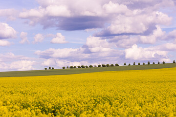Blooming rapeseed field under cloudy sky with trees on the horizon. Wide-angle countryside landscape photography. Rapeseed farming and springtime season concept. Design for wallpaper, poster