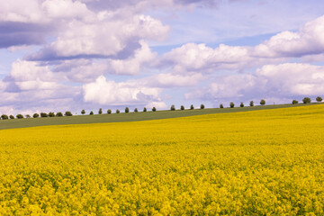 Blooming rapeseed field under cloudy sky with trees on the horizon. Wide-angle countryside landscape photography. Rapeseed farming and springtime season concept. Design for wallpaper, poster