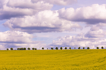 Blooming rapeseed field under cloudy sky with trees on the horizon. Wide-angle countryside landscape photography. Rapeseed farming and springtime season concept. Design for wallpaper, poster