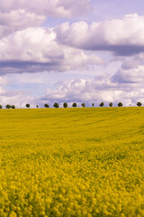 Blooming rapeseed field under cloudy sky with trees on the horizon. Wide-angle countryside landscape photography. Rapeseed farming and springtime season concept. Design for wallpaper, poster