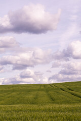 Green cereal crop field with visible tractor lines under cloudy sky. Vertical countryside landscape photography. Farming and agricultural growth concept. Design for poster, banner, postcard, wallpaper