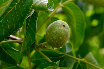 Green Walnuts Growing on Tree Branches in Cyprus