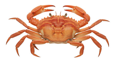 Isolated Red Crab