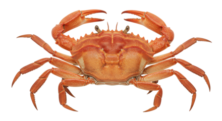 Isolated Red Crab