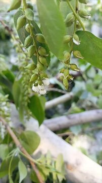 Poplar fluff on the branches of trees. Allergy to poplar fluff. Poplar seeds. Flowering in May and June.