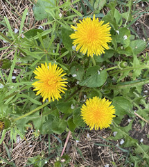 Yellow dandelion flowers. Often grows near roads, on roadsides, in yards or in flower beds. The first optimistic yellow bloom of spring gives