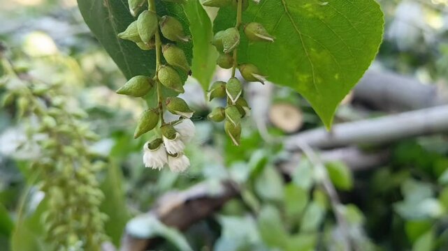 Poplar fluff on the branches of trees. Allergy to poplar fluff. Poplar seeds. Flowering in May and June.