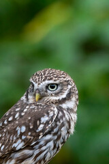 Portrait of little owl in soft sunlight in rural setting
