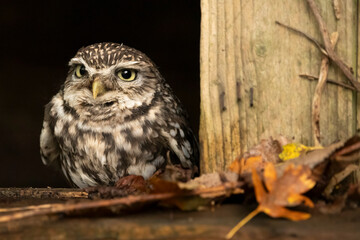 Little owl emerging from a gap in fence in woodland
