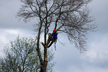 Un homme coupe des branches d'arbre. Un arboriste au travail. &Eacute;mondeur.