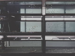 Poissons tropicaux dans des aquariums dans une animalerie.