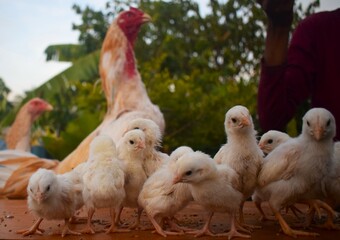 A delightful group of fluffy white chicks stands close together, with larger adult chickens visible in the background, hinting at a lively poultry setting.