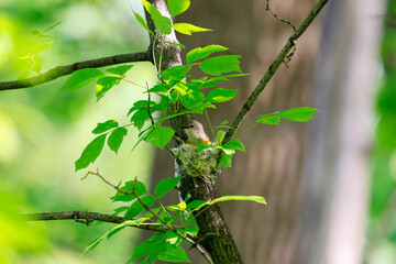 Une paruline flamboyante femelle fait son nid dans la branche d'un arbre.	