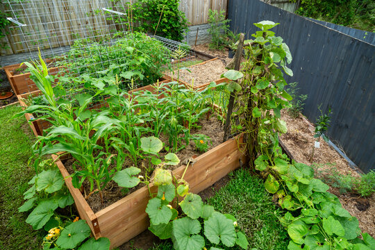 Assorted vegetables growing in raised garden beds in vegetable patch