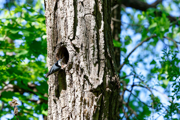 Sittelle à poitrine blanche fait son nid dans le trou d'un arbre.