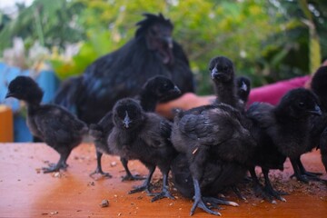 A striking cluster of black chicks, possibly Kadaknath or Ayam Cemani, stands on a surface with a larger, dark-feathered adult chicken in the soft-focused background