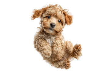 PNG Cute fluffy puppy with curly fur looking up on white background