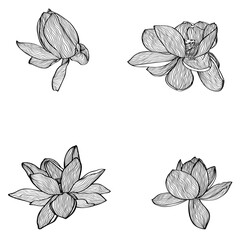 abstract, art, backdrop, background, beauty, blossom, botanical, card, creative, decor, decoration, decorative, design, drawing, elegant, element, fabric, floral, flower, frame, graphic, hand drawn, i
