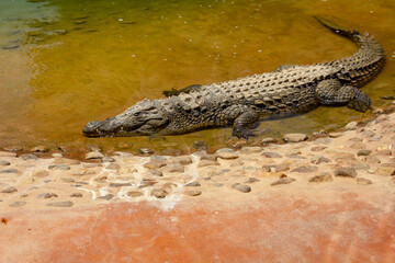 alligator in a zoo