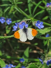 This vibrant photograph captures the delicate beauty of an orange-tip butterfly as it rests on vivid blue wildflowers. 