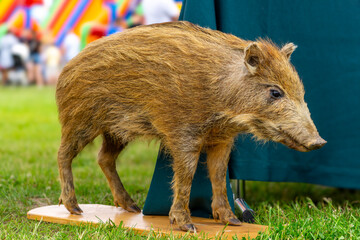 Mounted young wild boar (Sus scrofa) on display at an outdoor educational event