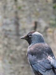 Discover the quiet intensity of a Jackdaw in this stunning photographic study. Its piercing pale eye stands out against its dark, soft plumage, offering a rare glimpse into the personality of this oft