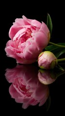 Pink peony flowers displayed with a glossy reflection on a black background in a serene botanical arrangement