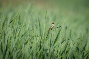 Male Sedge Warbler perched amid lush green reeds, singing on a bright summer day.