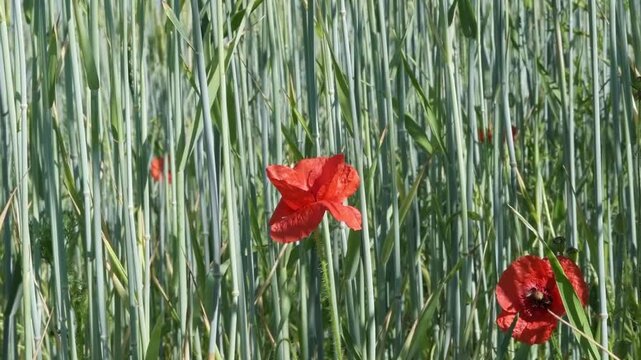 Bright red poppies swaying in the breeze and sunlight in a field with blue stemmed crop
