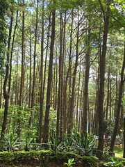 Fototapeta premium Sunlight shines through tall trees in a peaceful forest, creating a natural and serene atmosphere. 