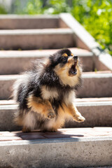 pomeranian dog portrait