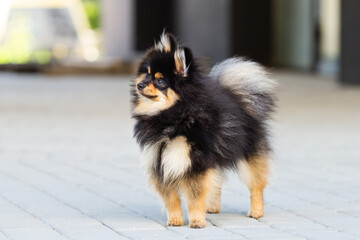 pomeranian dog portrait