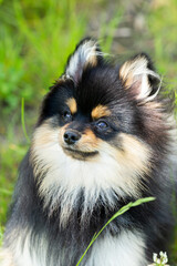 pomeranian dog portrait