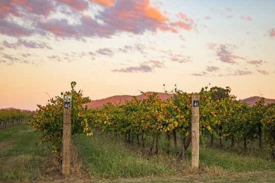 Rows of grape vines at sunset in the wine growing region of Mudgee