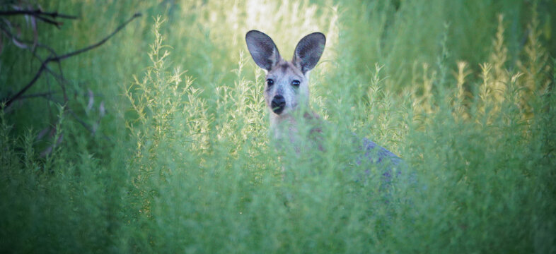 Common Wallaroo