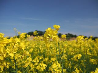 安平町の菜の花畑