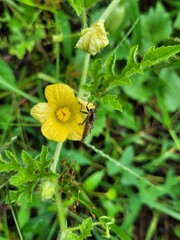 Asilidae or “robber flies” are a family of predatory flies known for their aggressive nature....