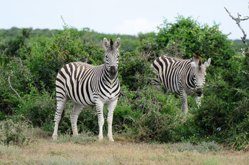 Two zebras standing in Addo National Park