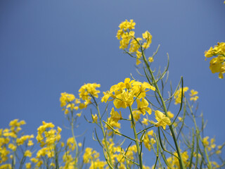 安平町の菜の花畑