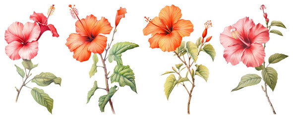 PNG Vibrant Tropical Hibiscus Illustration
