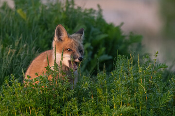Red fox chewing on grass